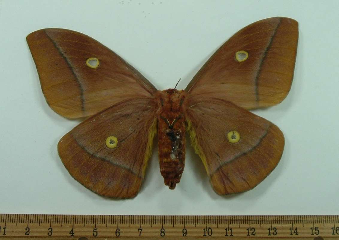 Female - Ventral View<br>(Origin of the Specimen: Uganda, May 2008)