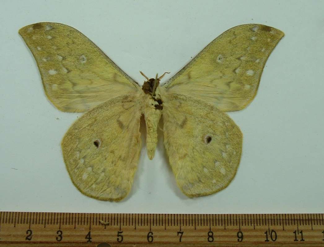 Male - Ventral View<br>(Origin of the Specimen: Gabon, April 2001)