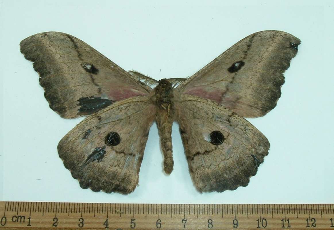 Male - Ventral View,  Serious Repair<br>(Origin of the Specimen: Kenya, June 2003)