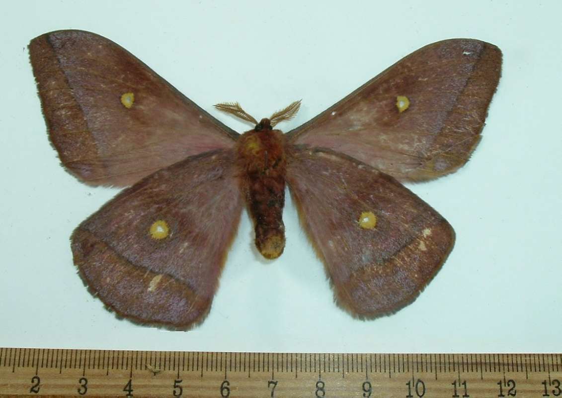Male - Ventral View<br>(Origin of the Specimen: Tanzania, May 2009)