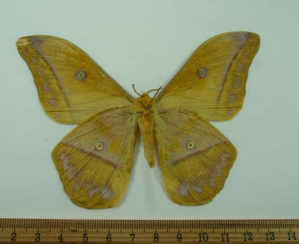 Male - Ventral View<br>(Origin of the Specimen: Gabon, 2005)