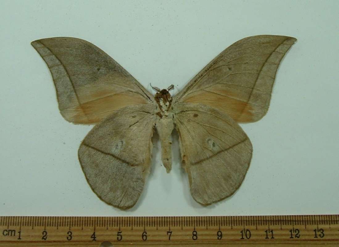 Male- Ventral View<br>(Origin of the Specimen: Uganda, Dec. 2010)