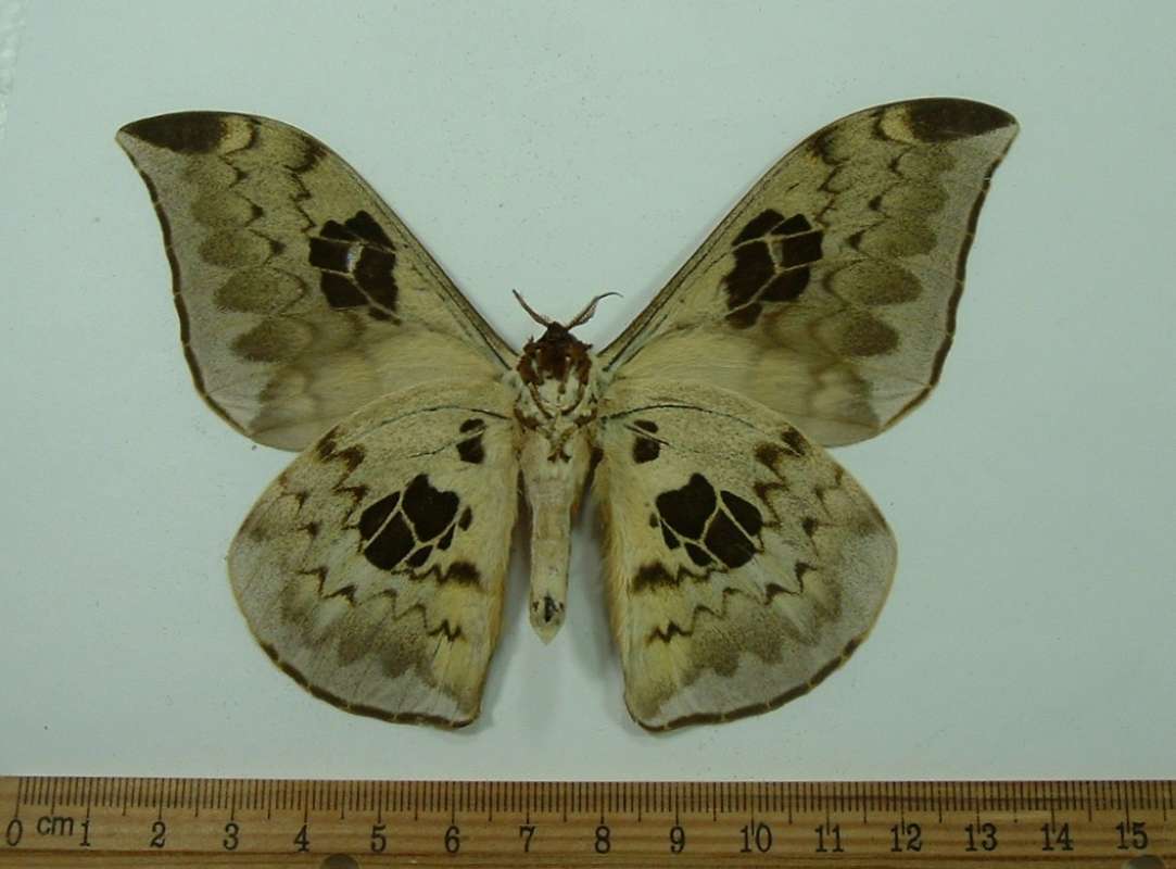 Male - Ventral View<br>(Origin of the Specimen: Zambia, Dec. 2009)