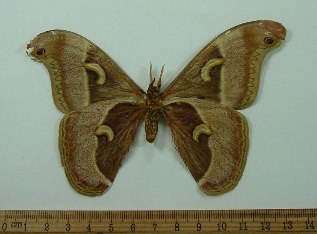 Male - Ventral View<br>(Origin of the Specimen: East Africa)
