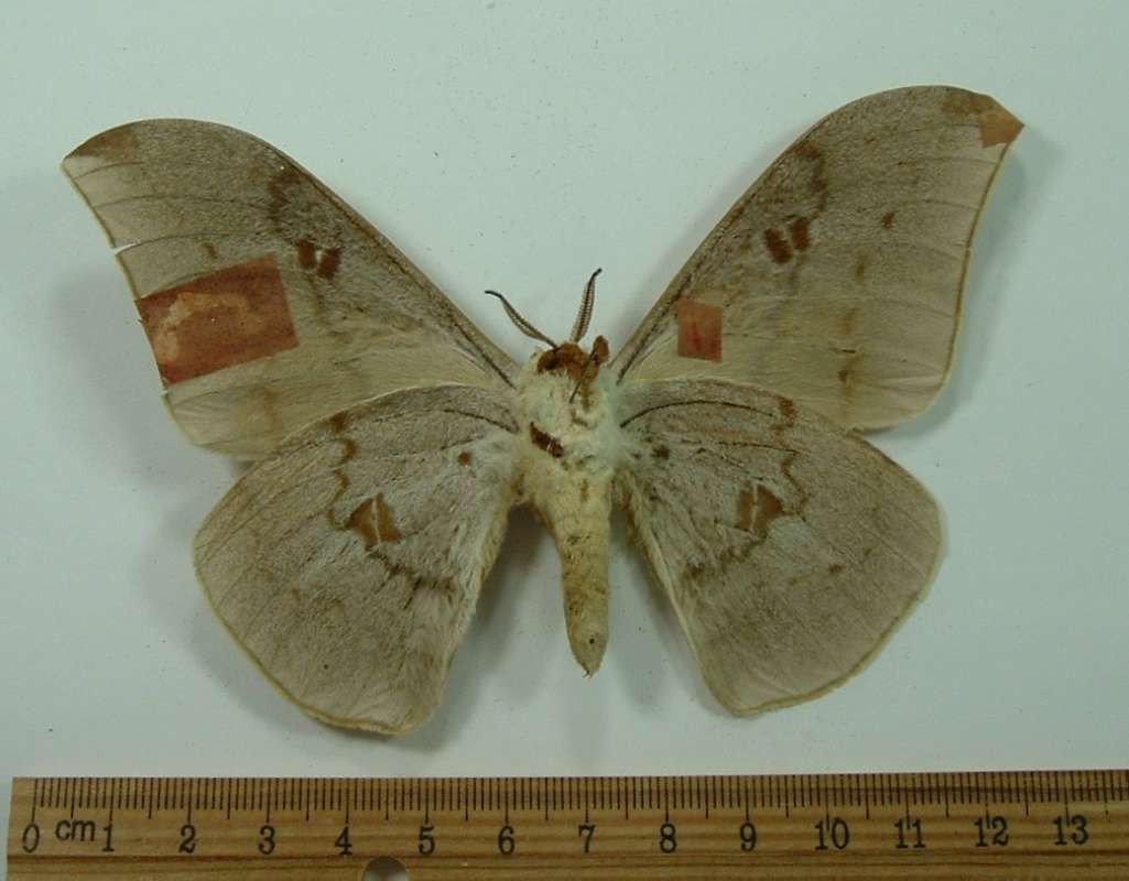 Male - Ventral -  Note Markings, Note Repair<br>(Origin of the Specimen: Uganda)