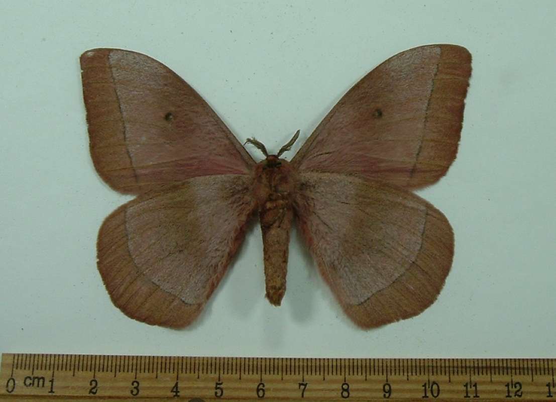 Male - Ventral View<br>(Origin of the Specimen: Netingou, Benin, Aug 2001)