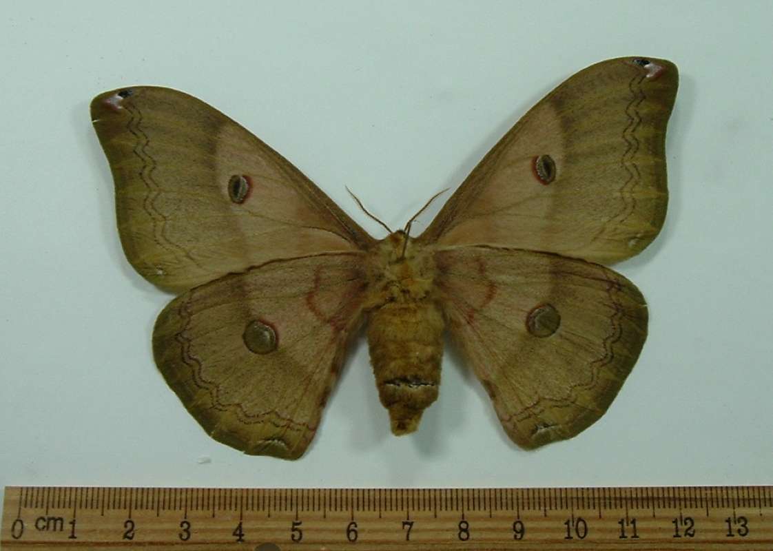 Female - Ventral View<br>(Origin of the Specimen: Laos, Dec. 1991)