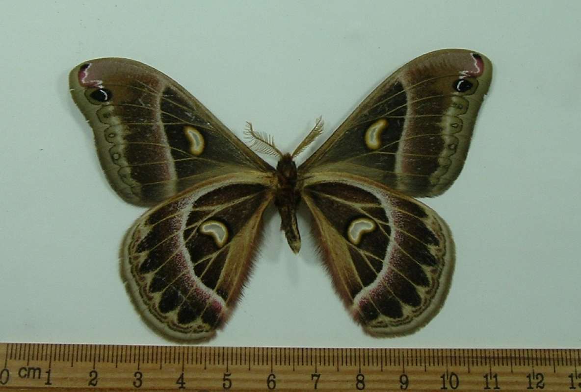 Male - Ventral View<br>(Origin of the Specimen: Uganda, May 2008)