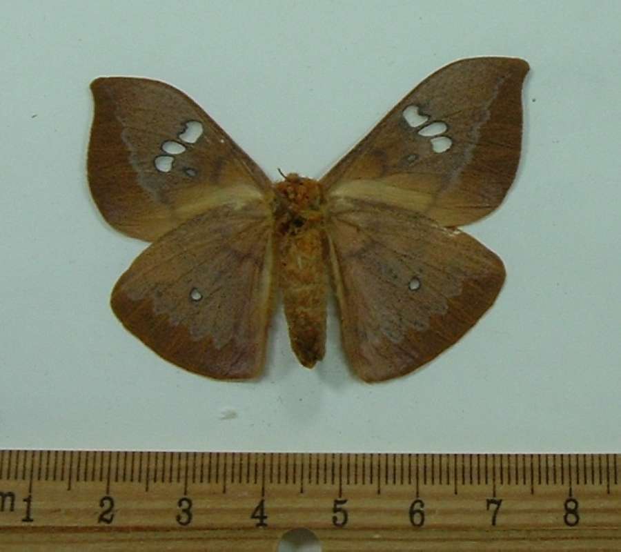 Ventral View<br>(Origin of the Specimen: Sumatra, April 1978)