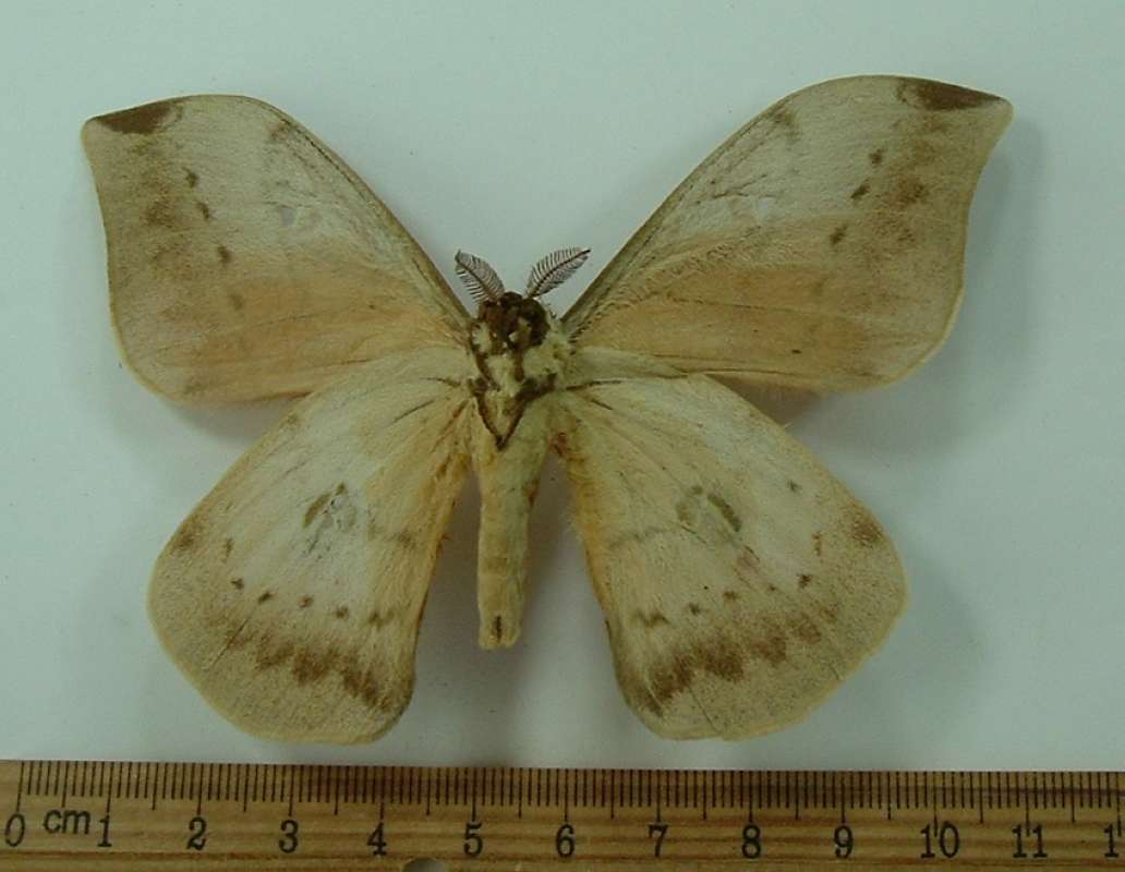 Male - Ventral View<br>(Origin of the Specimen: Transvaal 1969)