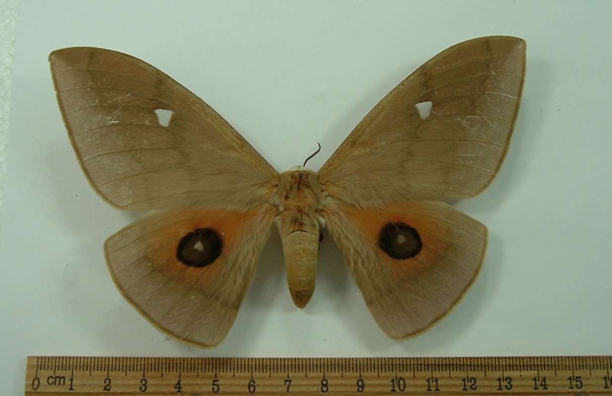 Female - Dorsal View<br>(Origin of the Specimen: South Africa, Ex-Ova, Jan 1963)