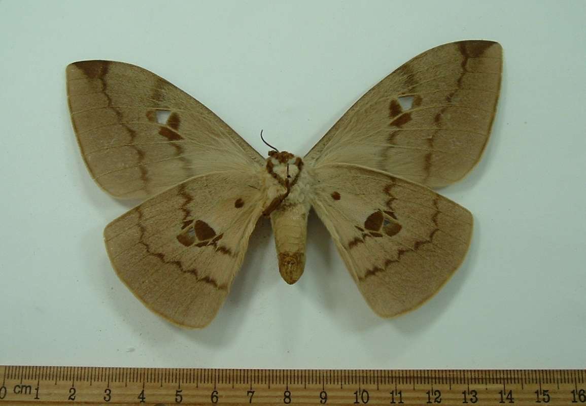 Female - Ventral View<br>(Origin of the Specimen: South Africa, Ex-Ova, Jan 1963)