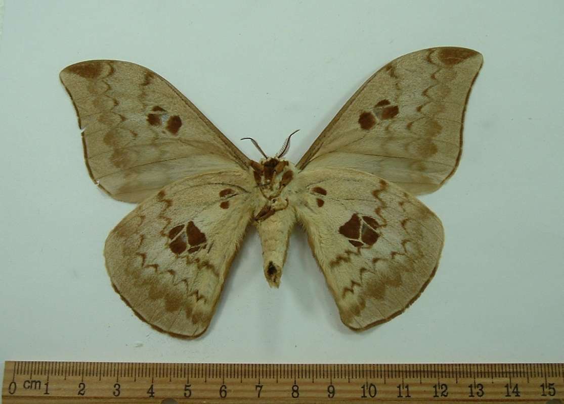 Male - Ventral View<br>(Origin of the Specimen: SW AFRICA. CIRCA 1960)