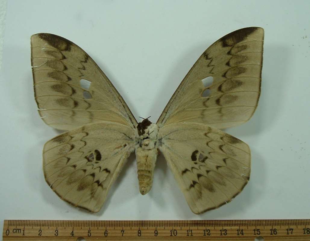 Female - Ventral View<br>(Origin of the Specimen: Togo, April 2009 (West of Nigeria))