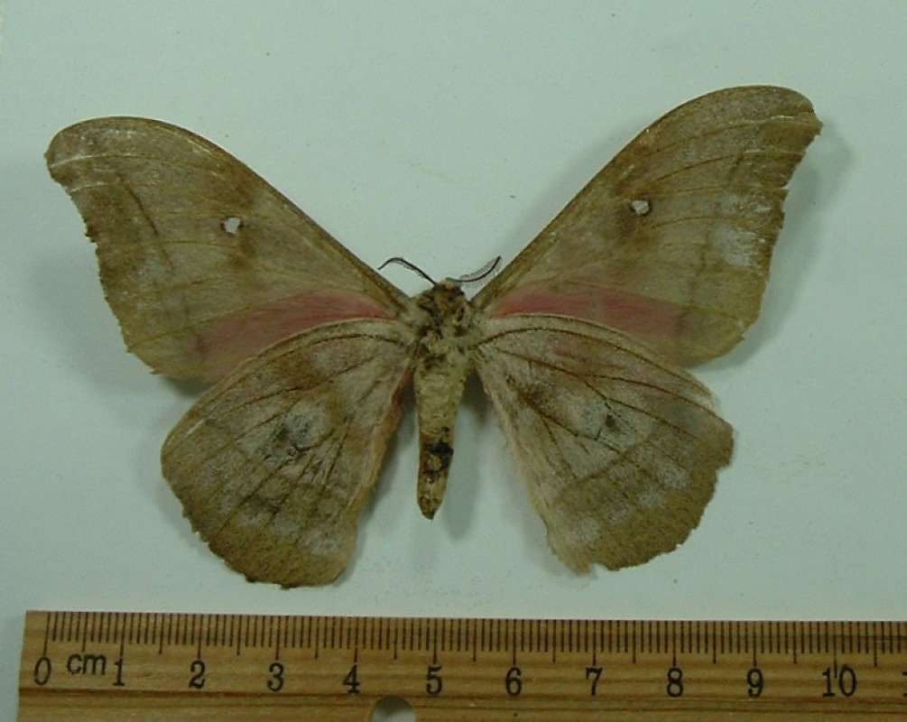 Male - Ventral View<br>(Origin of the Specimen: Tanzania)