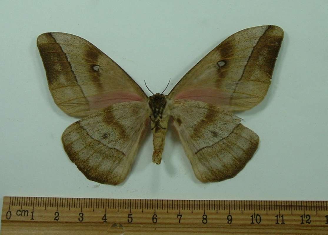 Female, Ventral View<br>(Origin of the Specimen: Ouesso, Congo, 1985)