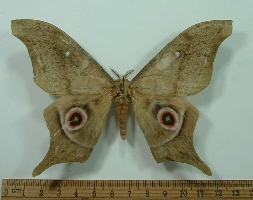 Male - Dorsal View<br>(Origin of the Specimen: Ouesso, Congo, Feb. 1985)