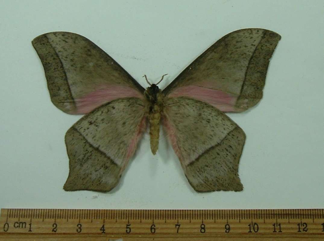 Male - Ventral View<br>(Origin of the Specimen: Tanzania, April 1998)