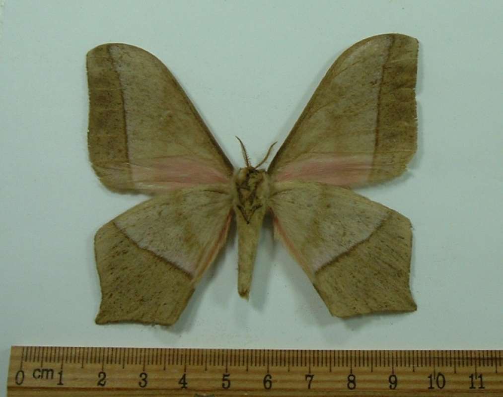 Male - Ventral View<br>(Origin of the Specimen: Ouesso, Congo, 1985)