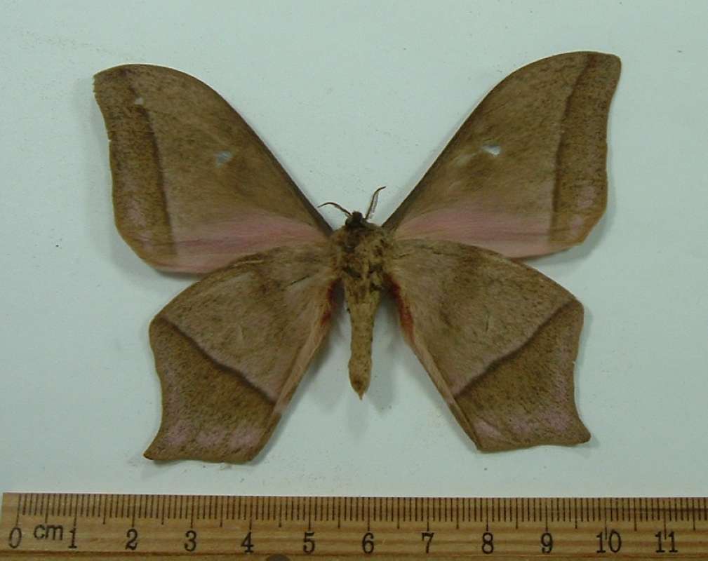 Male - Ventral View<br>(Origin of the Specimen: Ouesso, Congo, 1985)