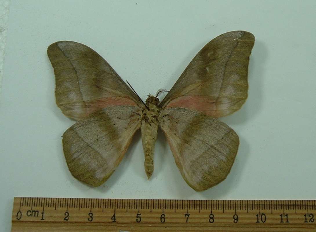 Male - Ventral View<br>(Origin of the Specimen: Dandne, R.C.I. Africa, May 1998)