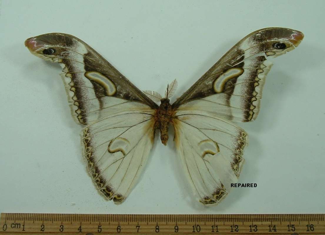 Male - Ventral View<br>(Origin of the Specimen: No Data Given)