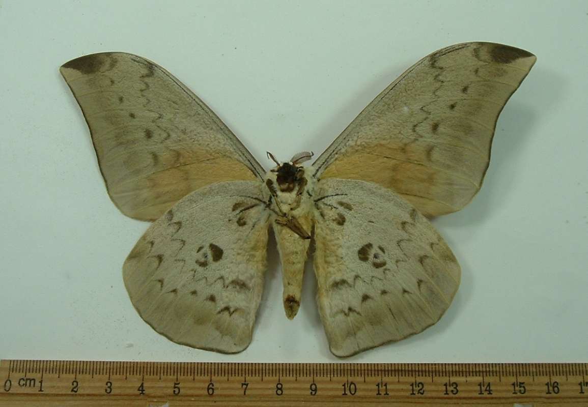 Male - Ventral<br>(Origin of the Specimen: Gabon, Dec. 1998)