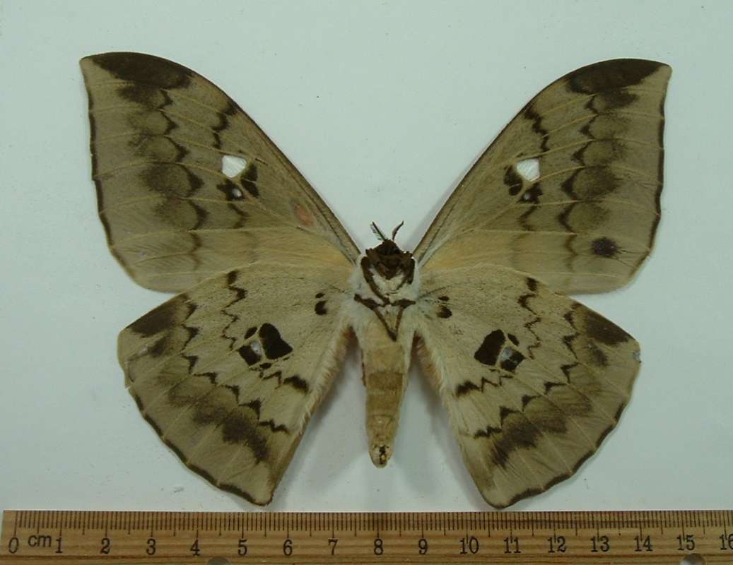 Male - Ventral View<br>(Origin of the Specimen: Uganda, June 2001)