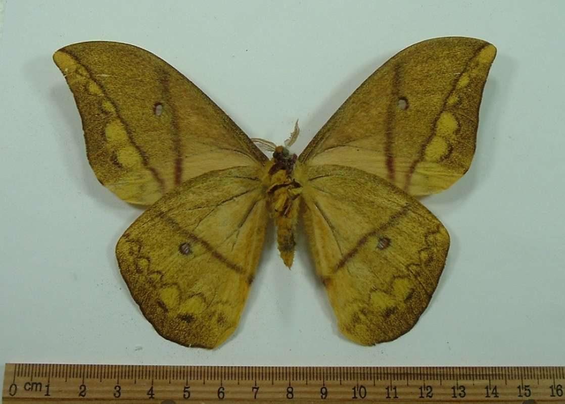 Male - Ventral View<br>(Origin of the Specimen: Central African Republic, July 2009)