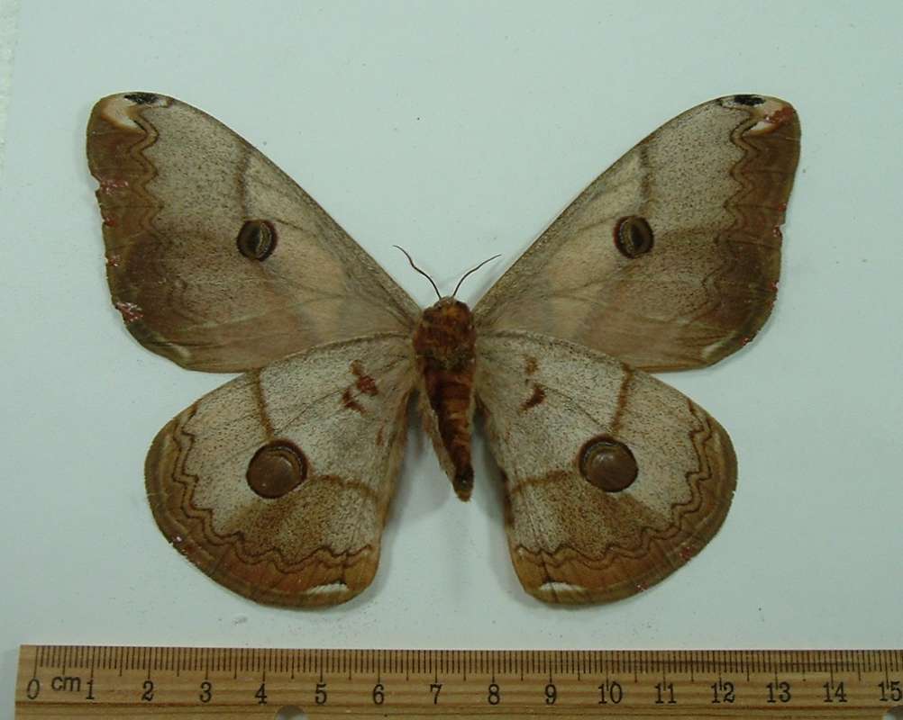 Female - Ventral View<br>(Origin of the Specimen: Thailand,   July)