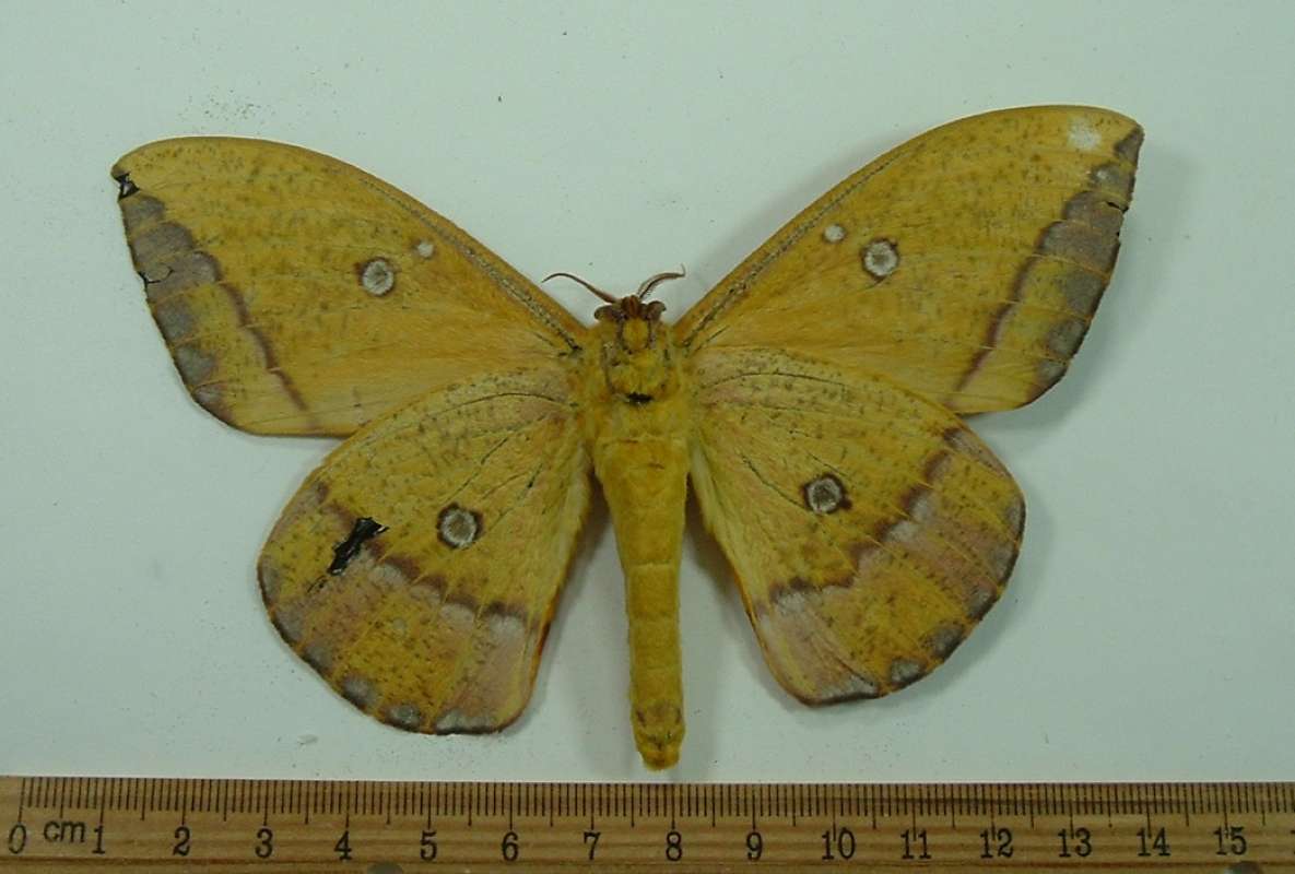 Male - Ventral View<br>(Origin of the Specimen: Ecuador)