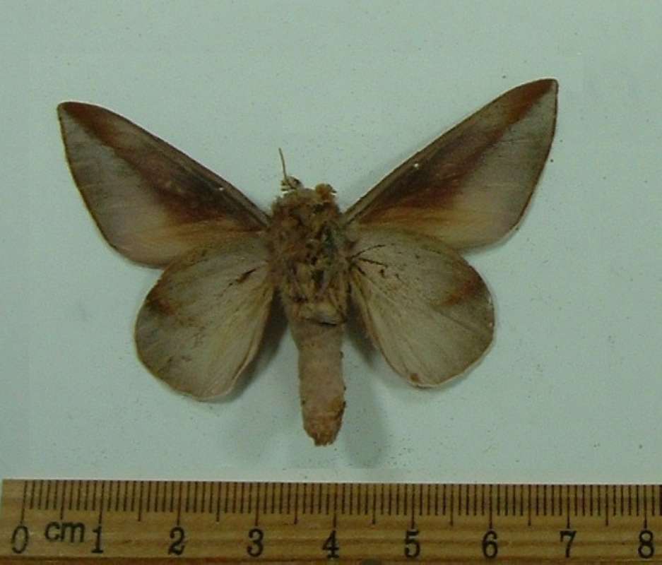 Male - Ventral View<br>(Origin of the Specimen: Panama,  Dec.)