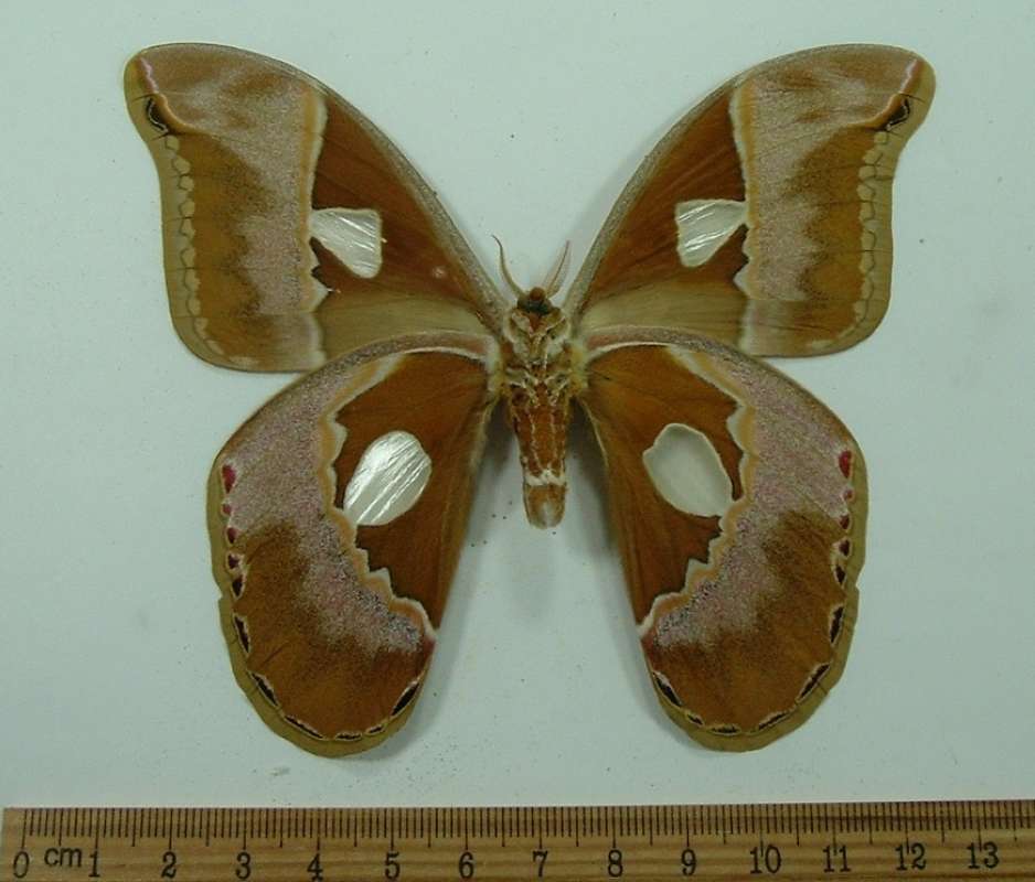 Male - Ventral View<br>(Origin of the Specimen: S. Catarina, Brazil, Dec 1977)