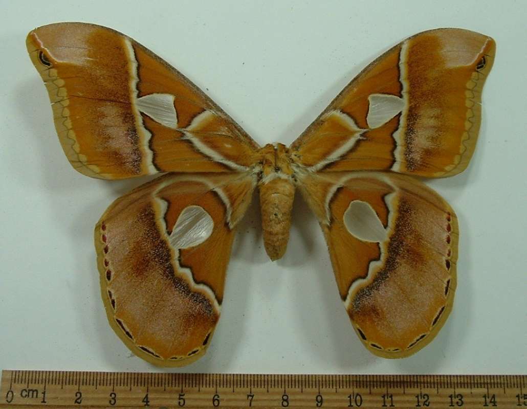 Female - Dorsal View<br>(Origin of the Specimen: Nova Teutonia, SC, Brazil, Dec 1977)