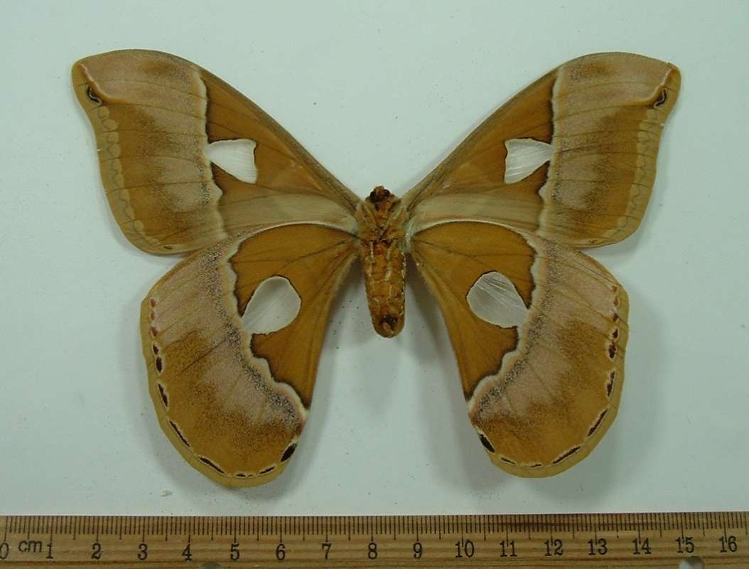 Female - Ventral View<br>(Origin of the Specimen: Nova Teutonia, SC, Brazil, Dec 1977)