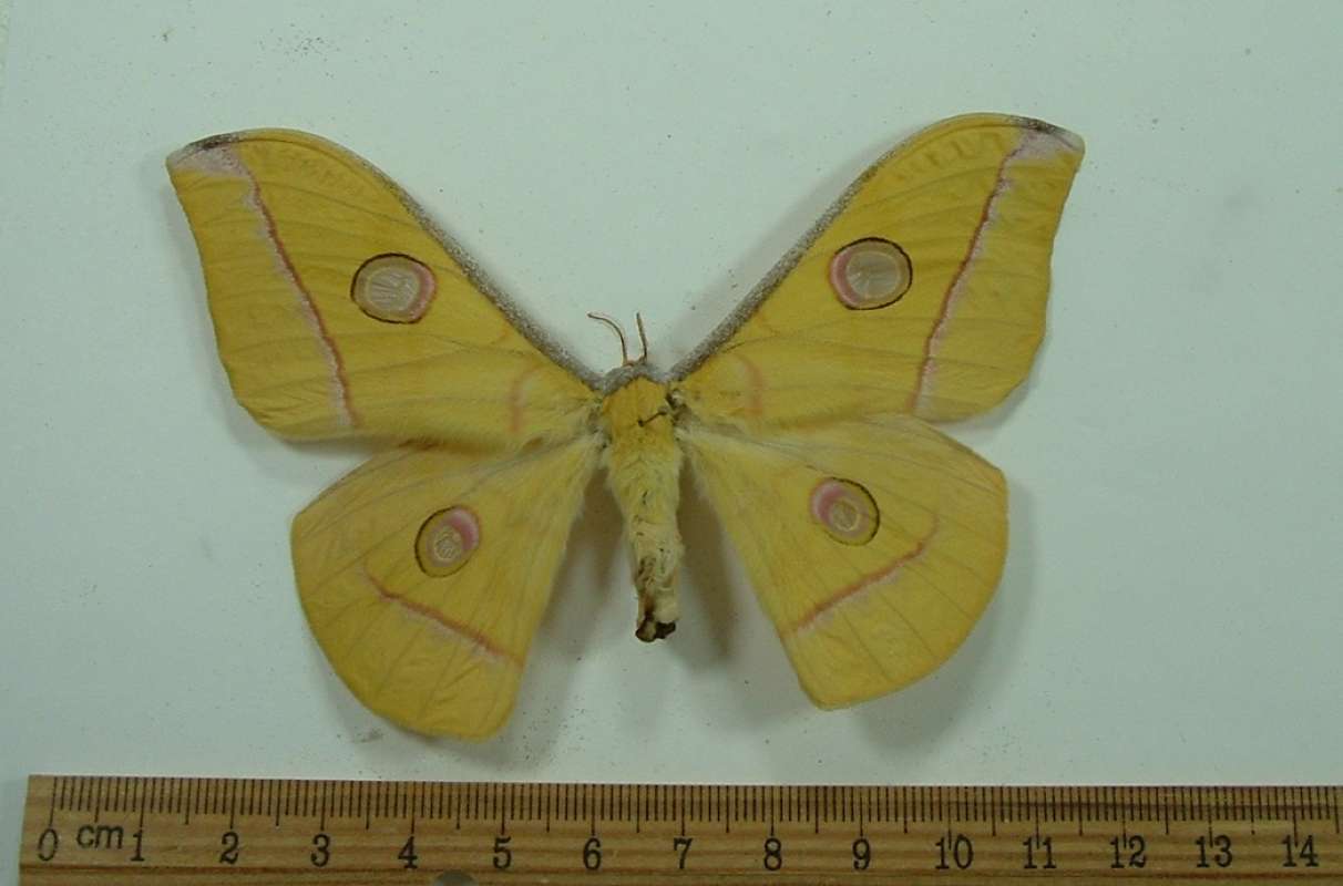 Female - Dorsal View<br>(Origin of the Specimen: East Java, Indonesia)