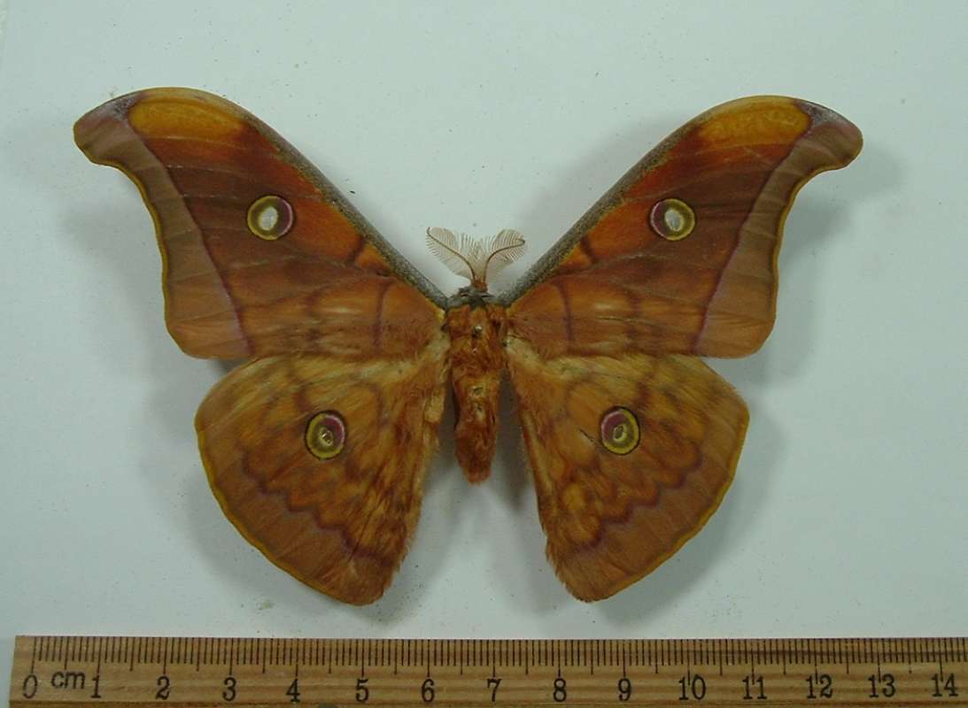 Male - Dorsal View<br>(Origin of the Specimen: Laos 2006)