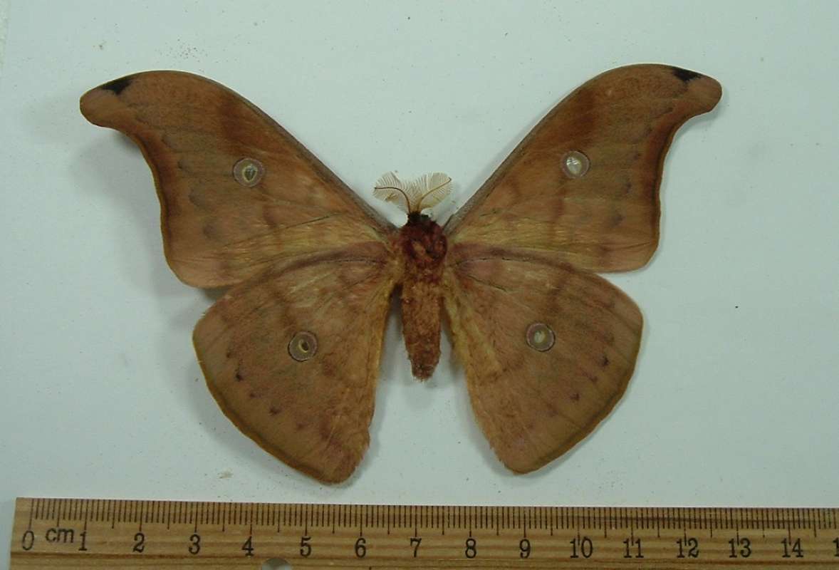 Male - Ventral View<br>(Origin of the Specimen: Laos 2006)