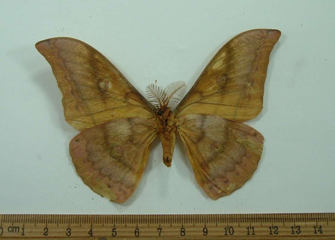 Male - Ventral View<br>(Origin of the Specimen: Bred Japan, 1965)