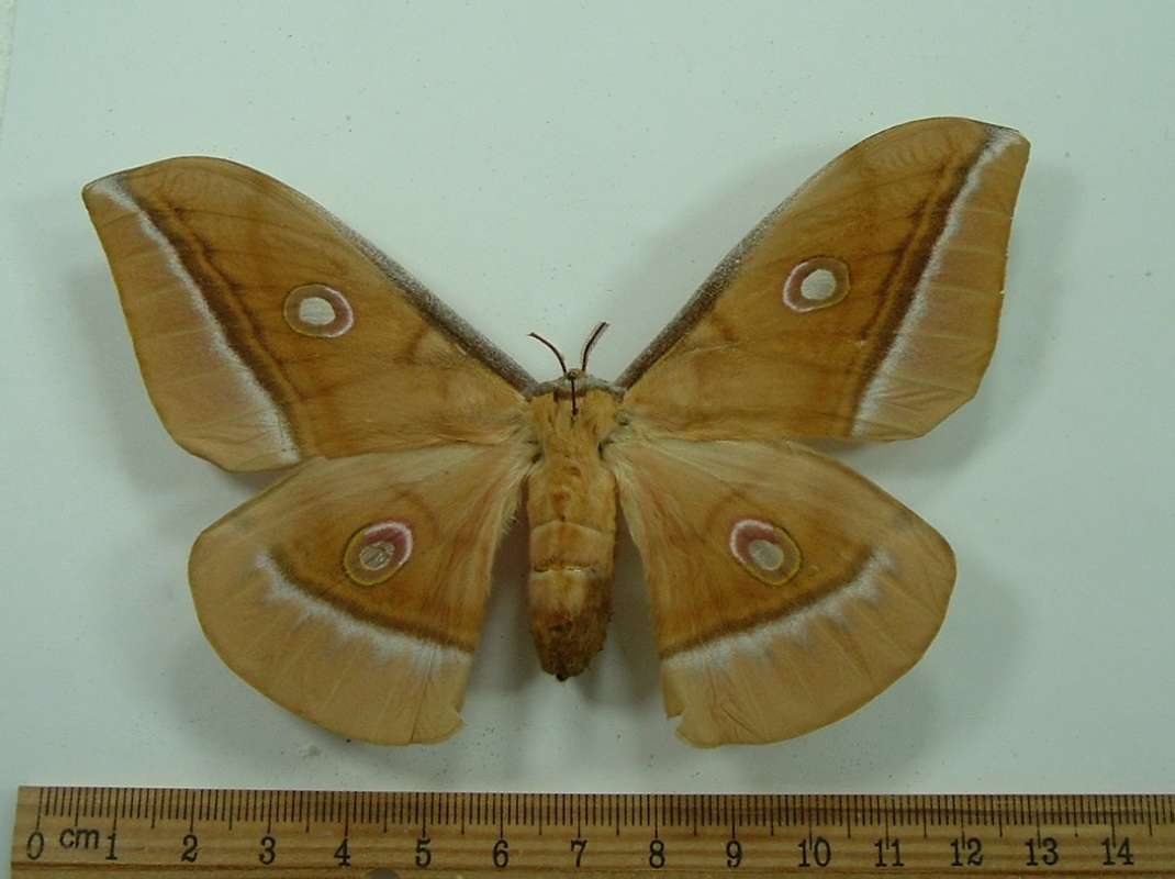 Female - Dorsal View<br>(Origin of the Specimen: Bred Japan, 1965)