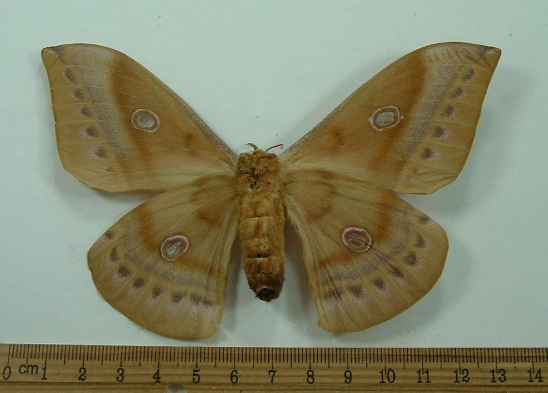 Female - Ventral View<br>(Origin of the Specimen: Bred Japan, 1965)