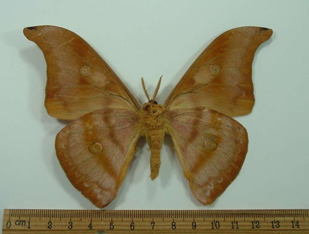 Male - Ventral View<br>(Origin of the Specimen: West Java)