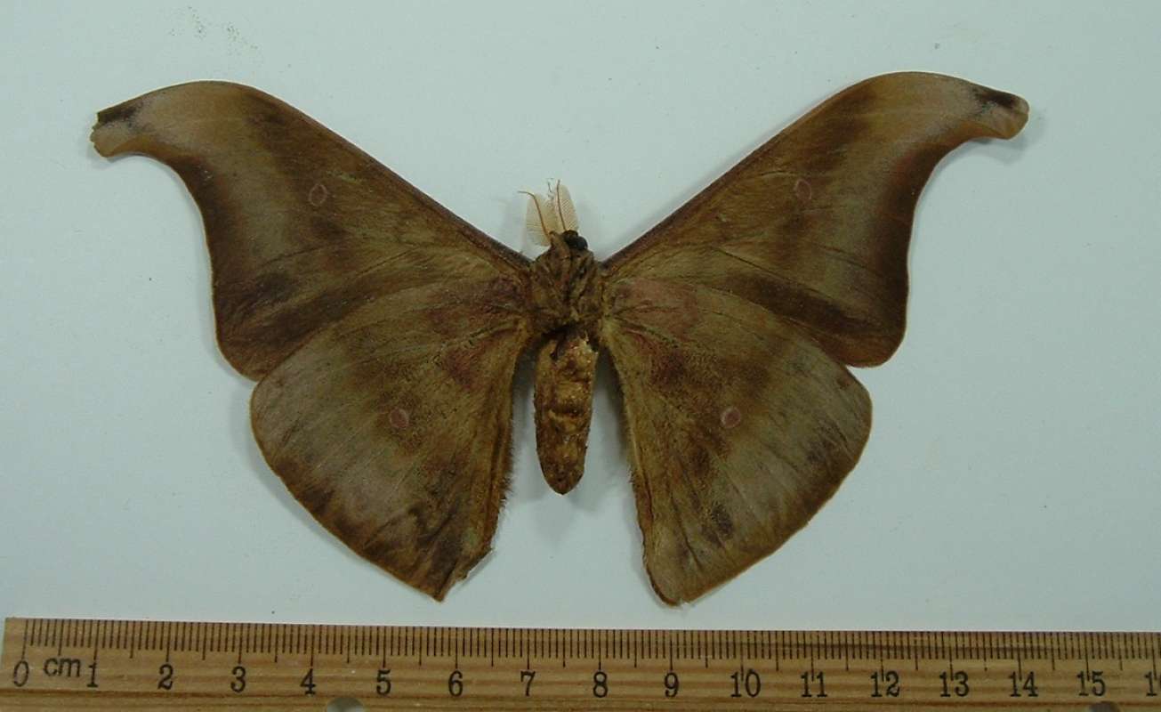 Male - Ventral<br>(Origin of the Specimen: C Highland, Malaysia, 1970)