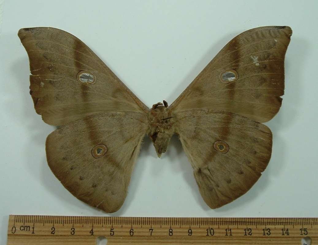 Female - Ventral<br>(Origin of the Specimen: C Highland, Malaysia, 1970)