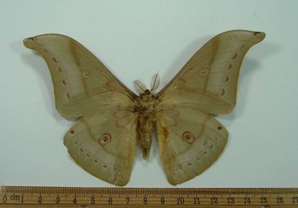 Male- Ventral View<br>(Origin of the Specimen: Shillong, India, Khasi Hills)