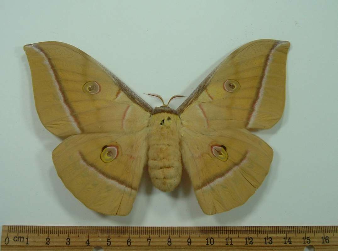 Female - Dorsal View<br>(Origin of the Specimen: 1933 Bred)