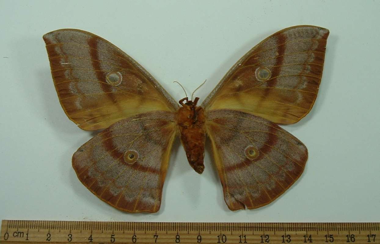 Female - Ventral View<br>(Origin of the Specimen: Ohkura Lab, Japan, August 1965)