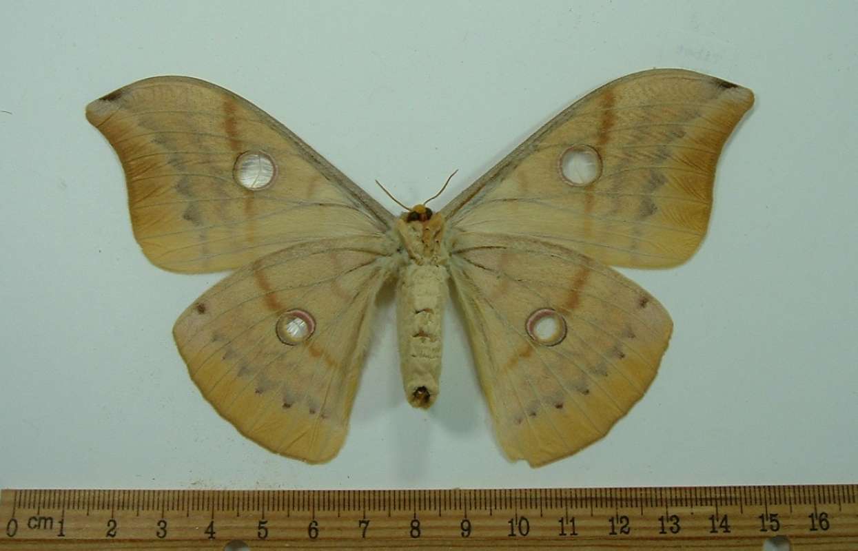 Female - Ventral View<br>(Origin of the Specimen: Tibet - Cpature in May)