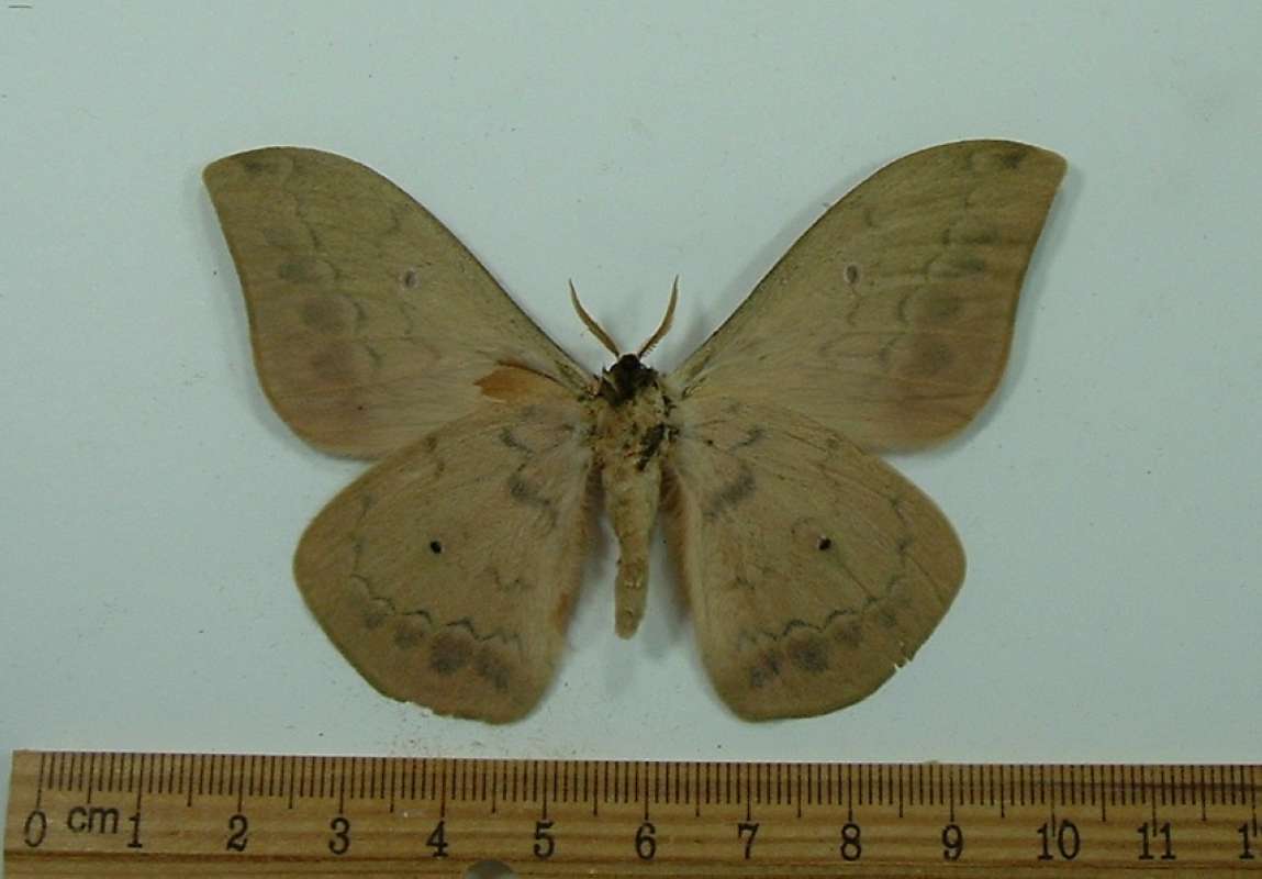 Male - Ventral<br>(Origin of the Specimen: South Africa, December)