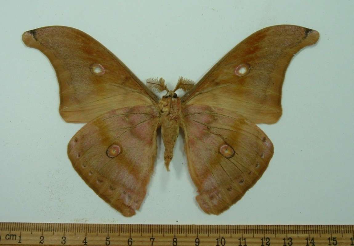 Male - Ventral<br>(Origin of the Specimen: Malaysia, May)